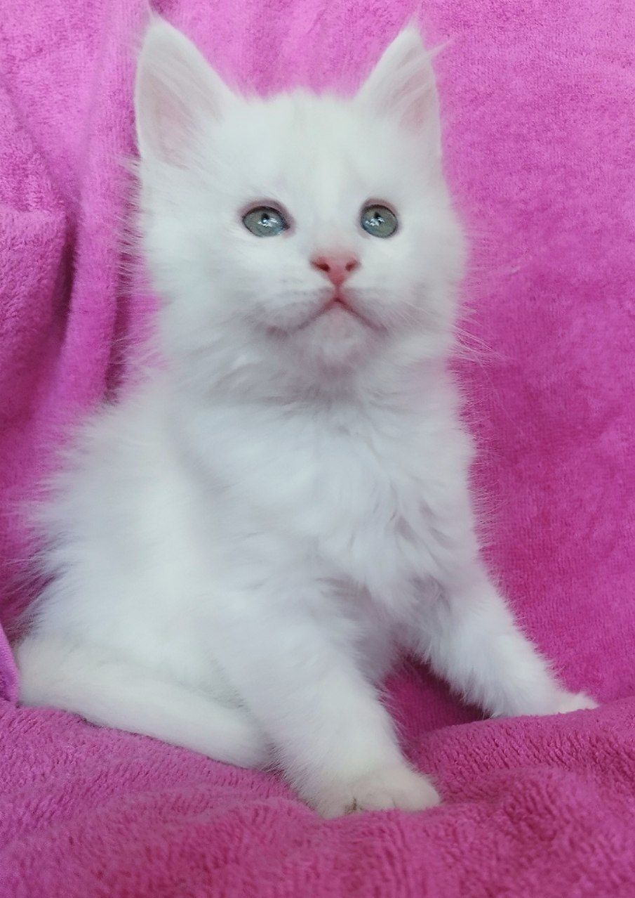 Котята майн куна