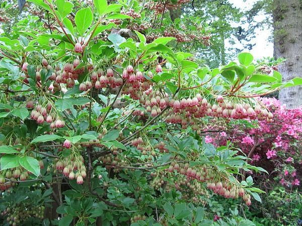 Енкиантус кампанулис/ enkianthus campanulatus