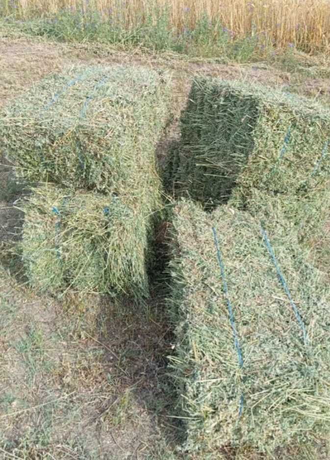 Vnd baloți lucernă coasa 2
