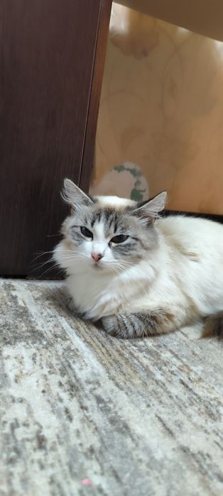 Найдена кошечка.