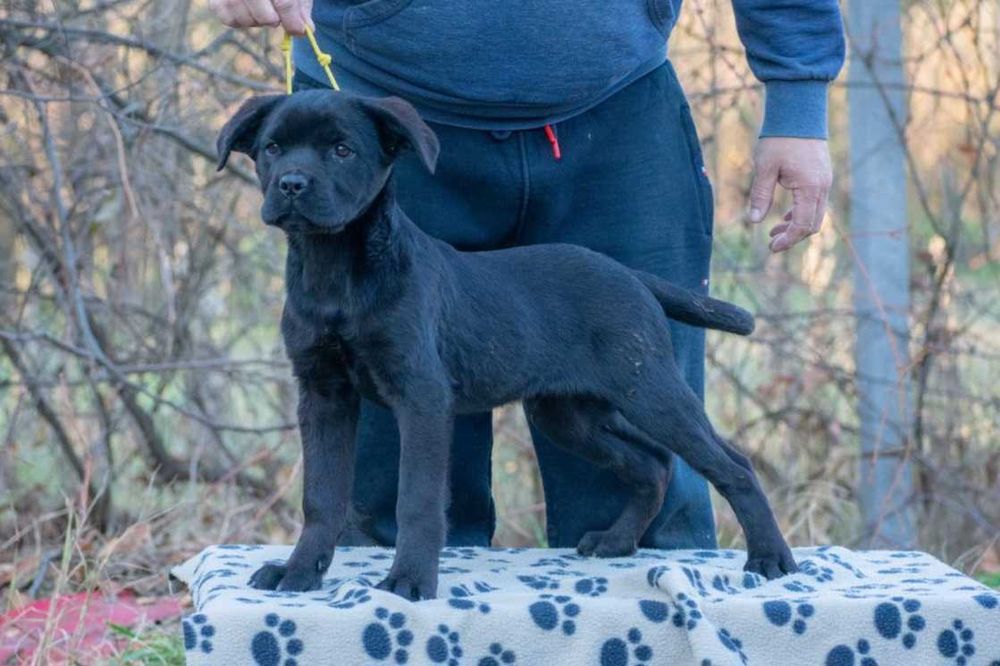 Cane corso mascul  4 luni