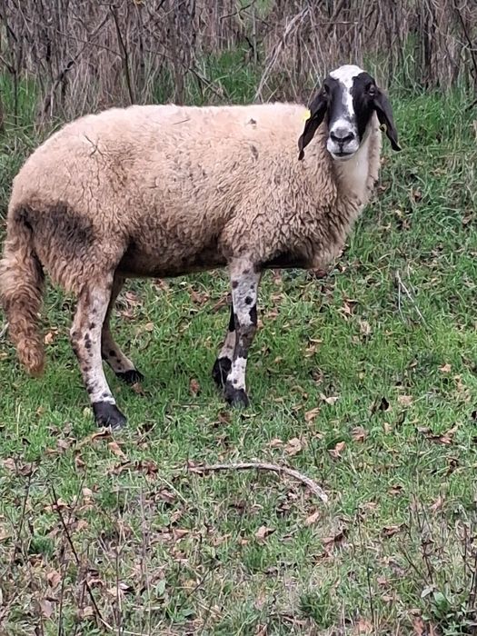 Vând oi bergamasca si sârbești