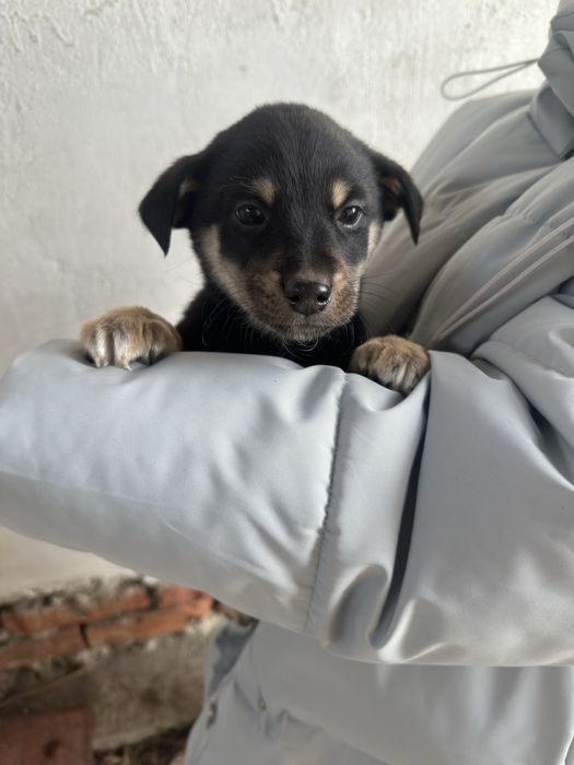 Мальчик щенок ищет дом