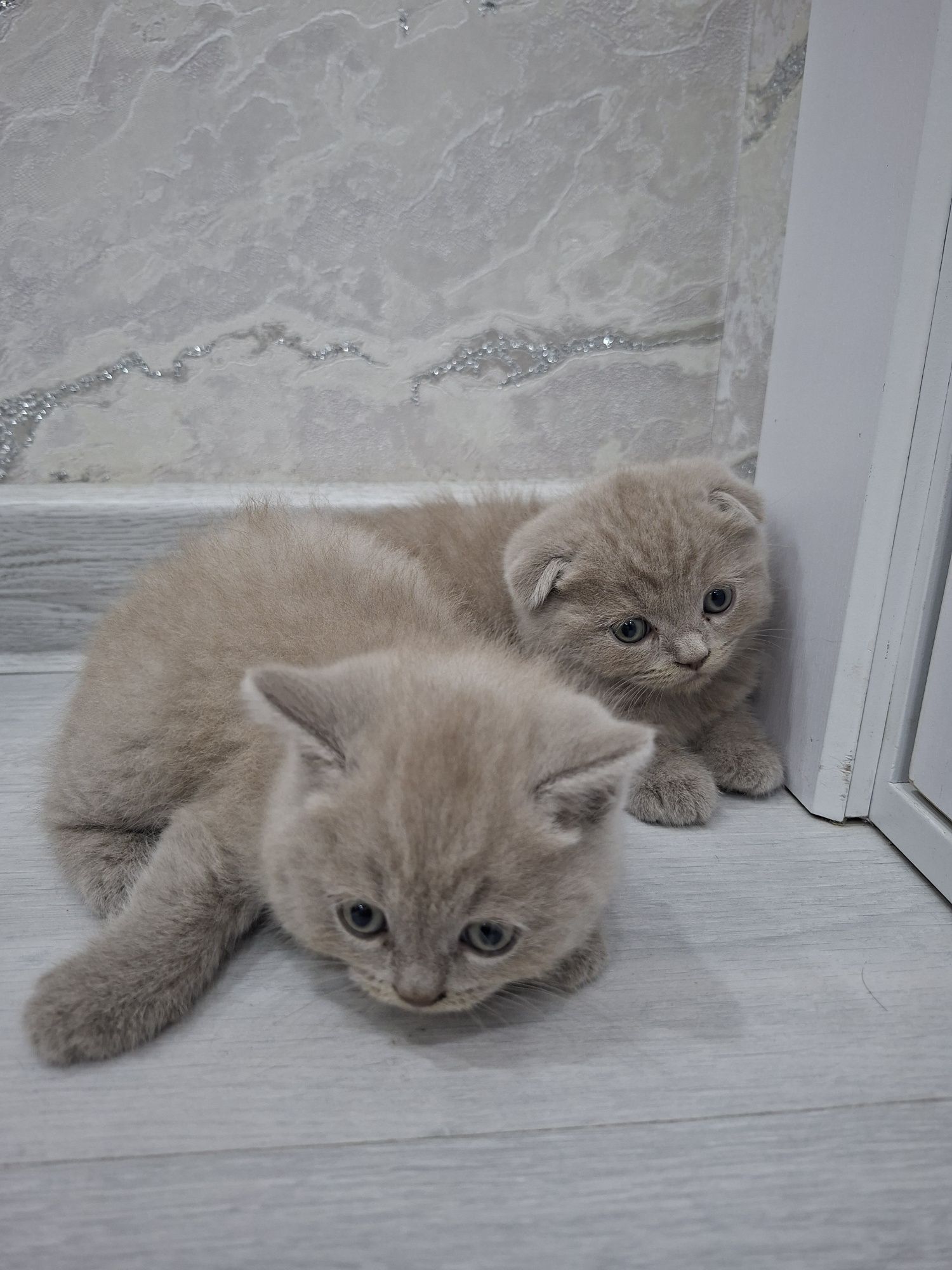 Britan mushukchalar 1.5 oylik