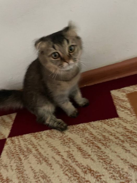 Скоттиш фолд мушуги сотилади
