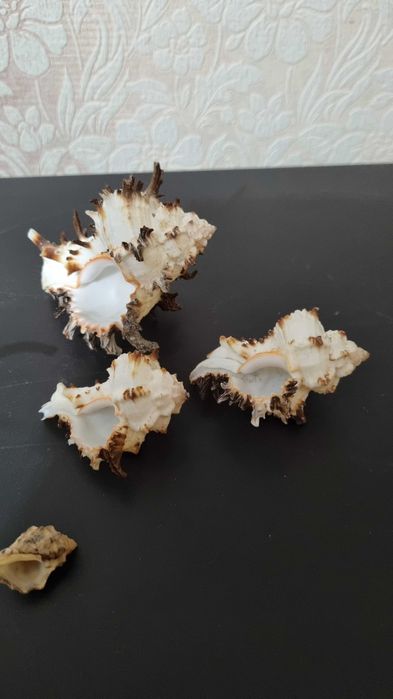 Морские ракушки  и кораллы разные