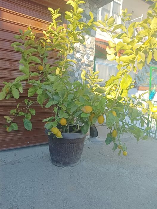 Лимоново дърво ароматен