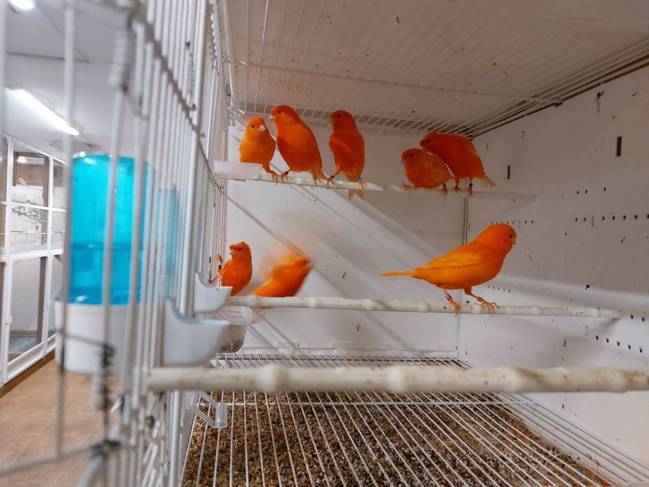 Canari de vânzare