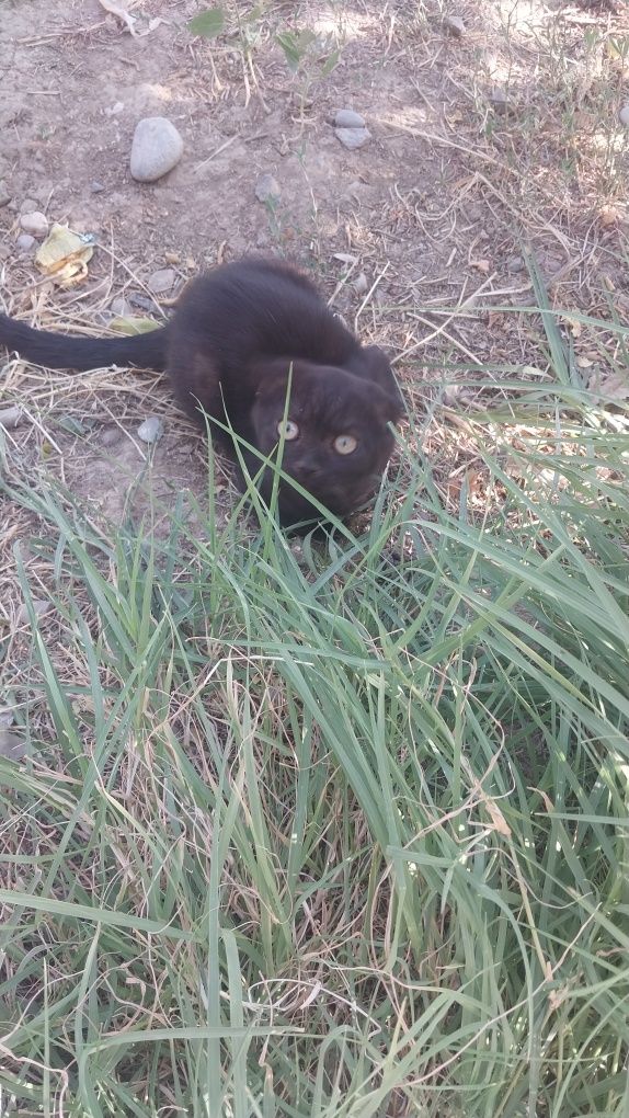 Британские котята