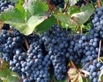 Strugurii de vin calitatea 1 prod 2025 distribuim la domiciliu client
