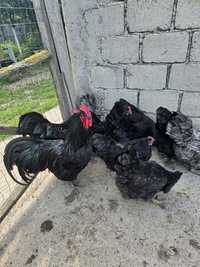 Gaini Australorp