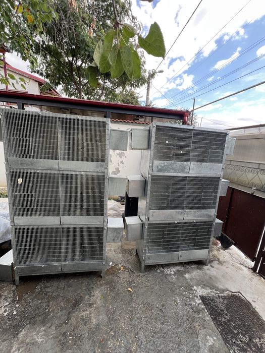 Vand colivi boxe reproducere papagali