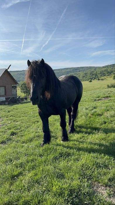 Armasari de vanzare .