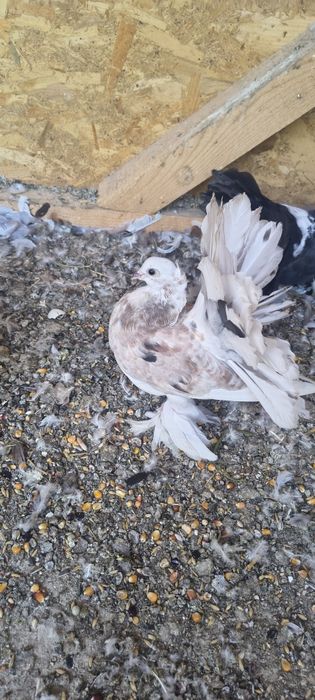 Vând porumbei voltați indieni