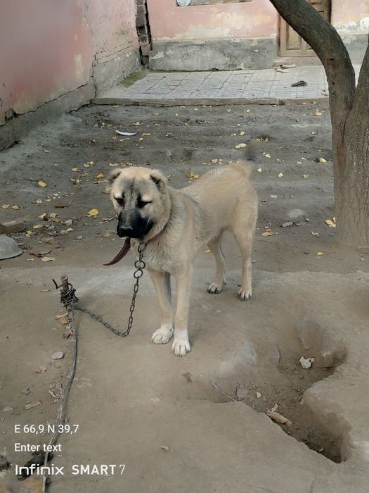6oylik kangal erkak emlangan 100%