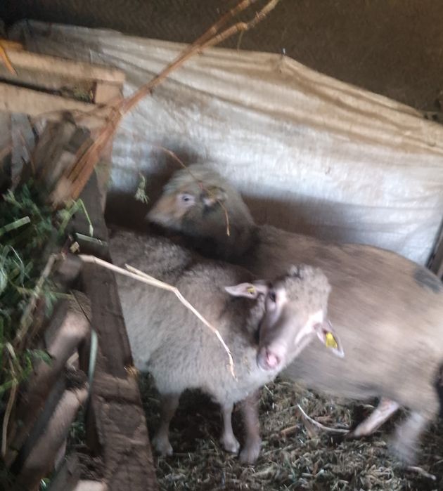 Vând doua oi de taiat