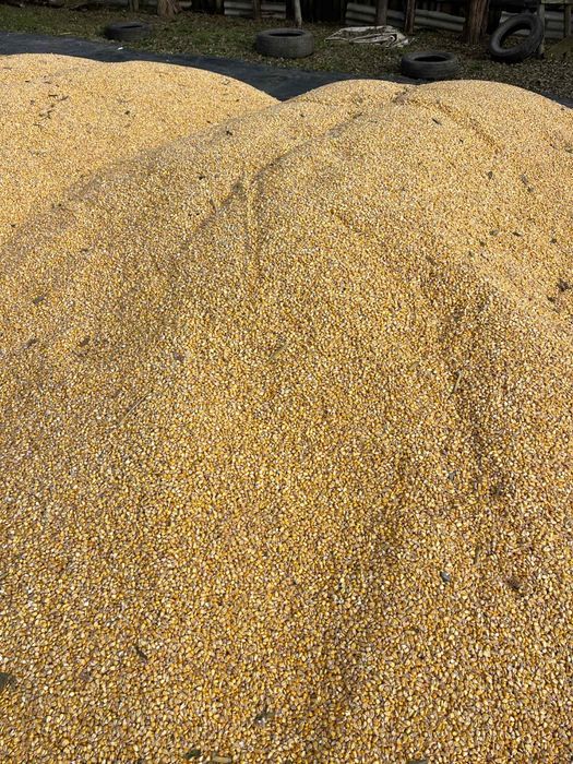 Porumb boabe graunte