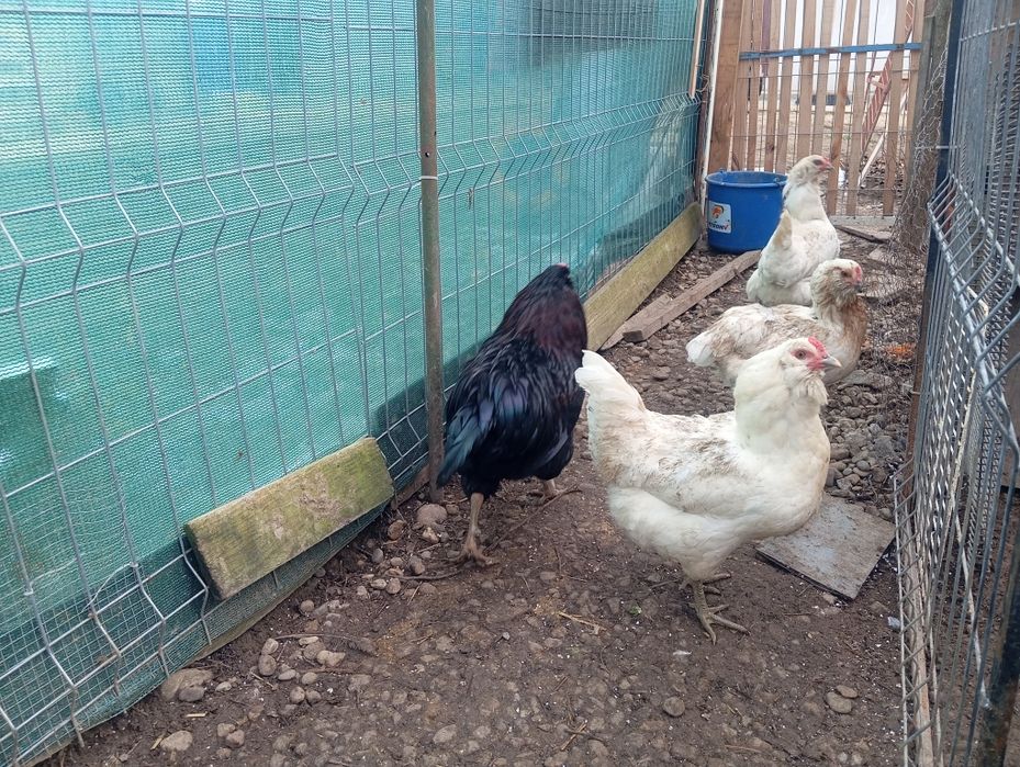 Oua verzi Ameraraucana de incubat