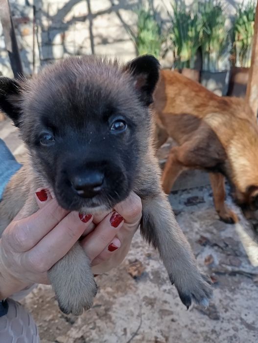 Белгийски овчарки