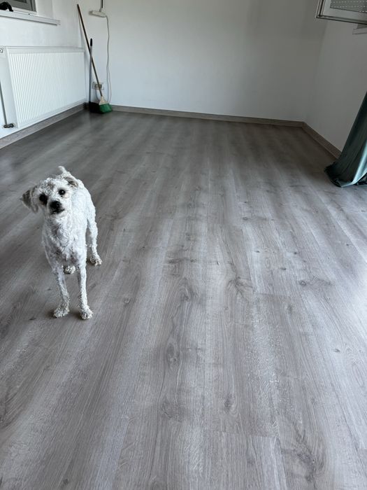 Cazare animale companie