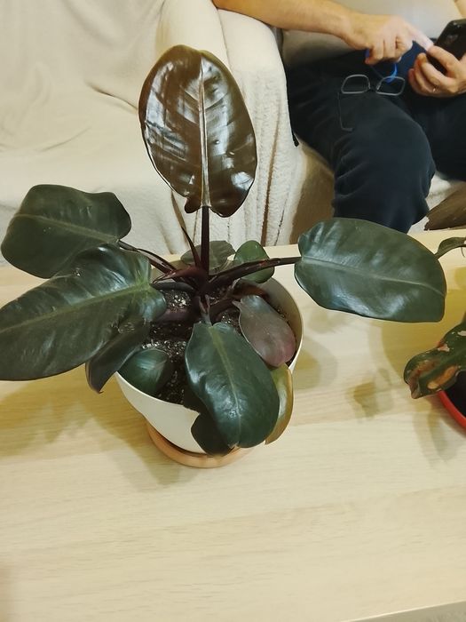 Vând Philodendron Pink Princess și Black Cardinal