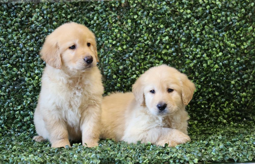 Голдън Ретрийвър