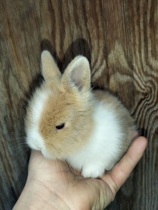 Iepuri cap de leu pitic și hycole francez