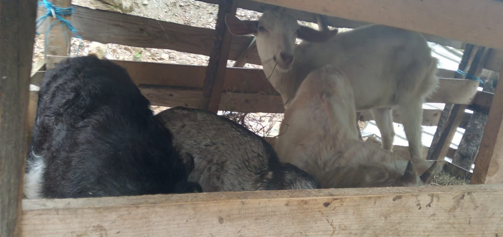 Lichidare de fermă! Vând capre, iezi și țap