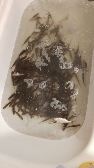 Продам живца плотва