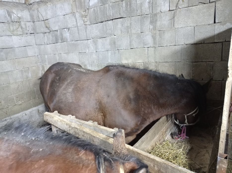 Продам лошадь жирный