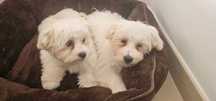 Donez Bichon Maltez