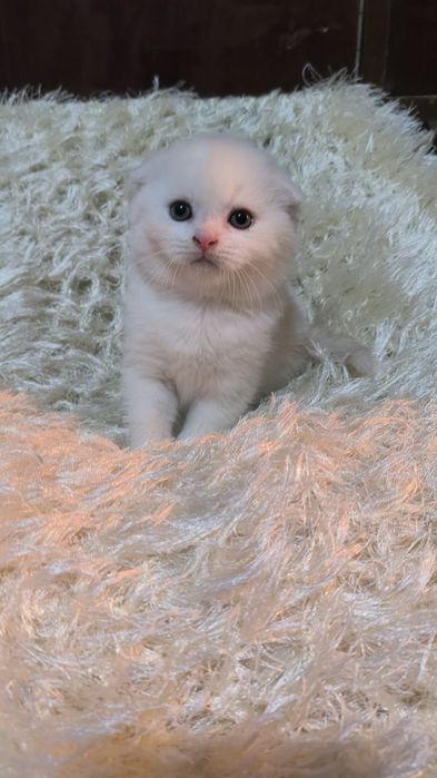 Животные кошки и