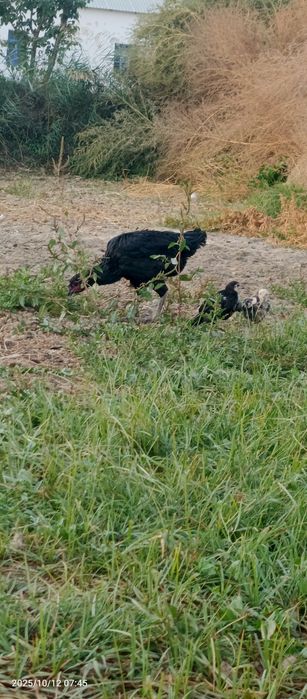 Куланги макиён жужалари билан сотилади