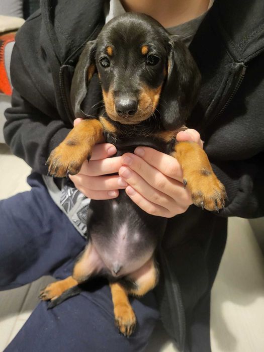 Pui Teckel– Vaccinați & Deparazitați, Caută Cămin