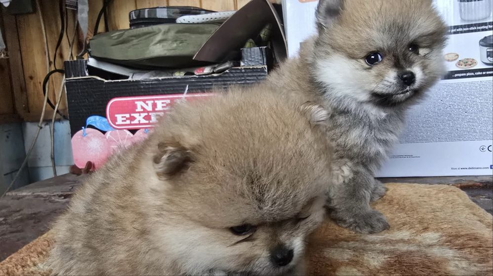 Чистокръвни померани