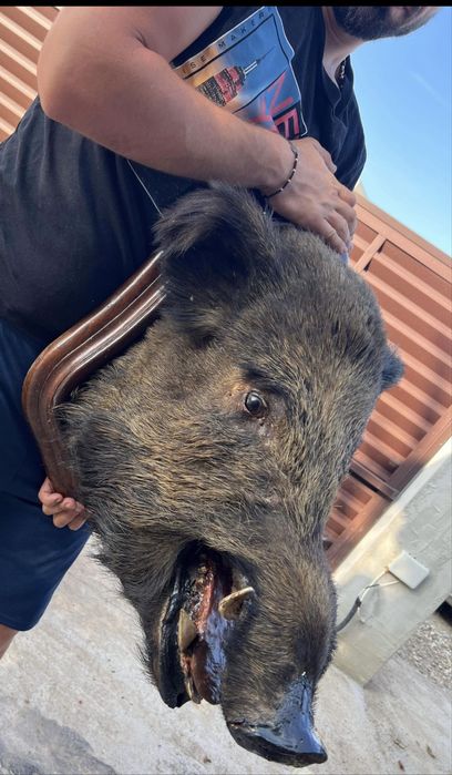 Panoplie trofeu mistret