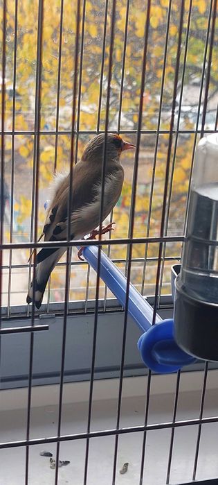 Норчи 2 йиллик сотилади