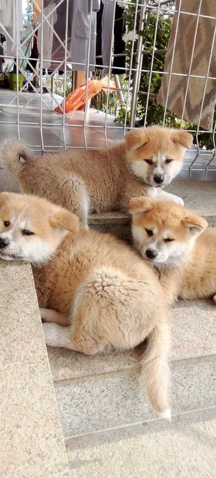 Продавам кученца Акита