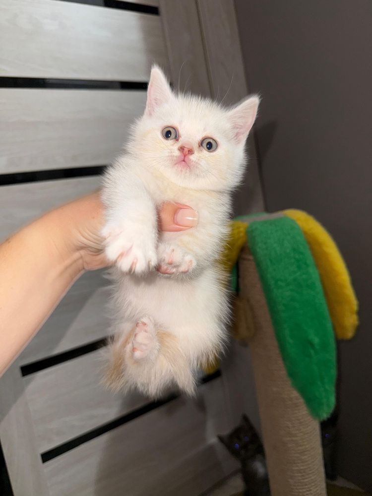 Британские котята