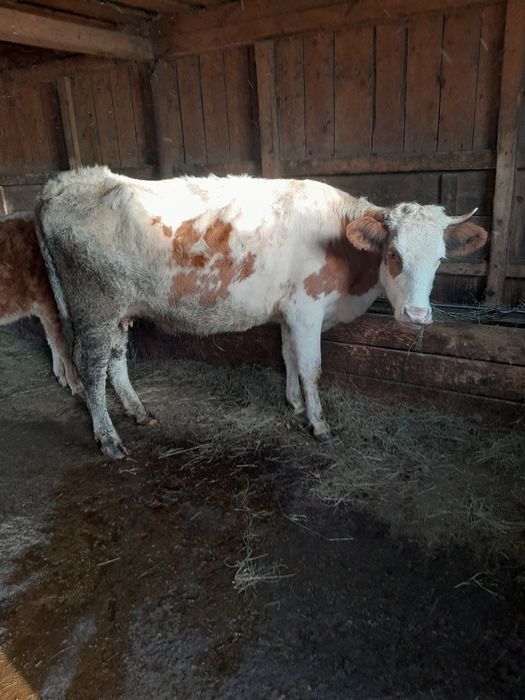 Vând vaca gestanta a2 fatare