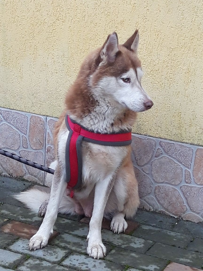 Husky Siberian rasa pura