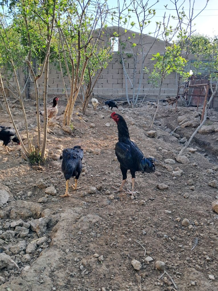Dakan tuxum va jujalari