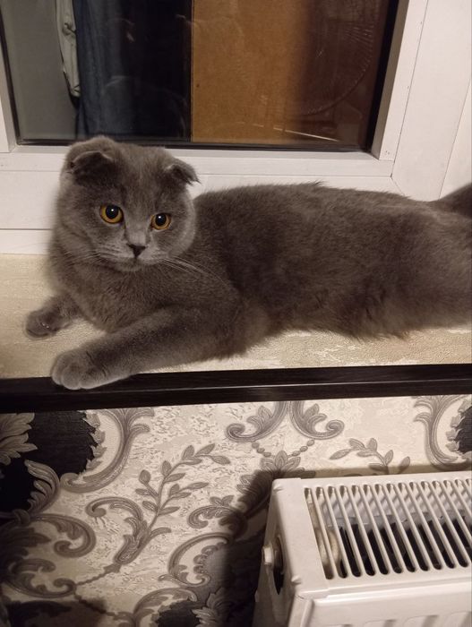 scottish fold va britan bollari tozasi