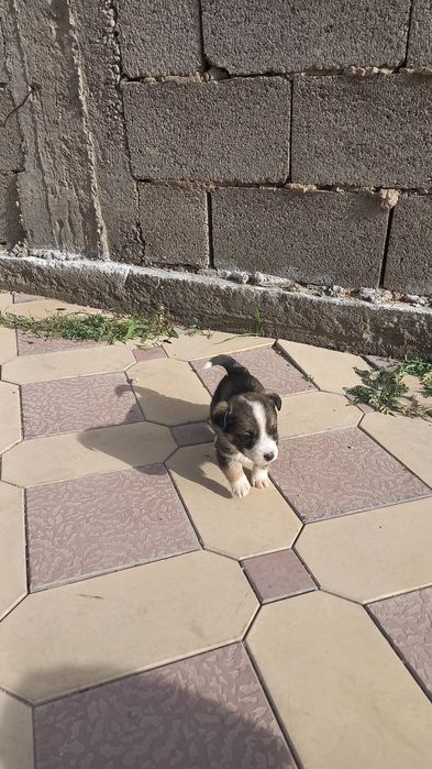 Щенки породы кандениус (дворняшки) 1 месячные