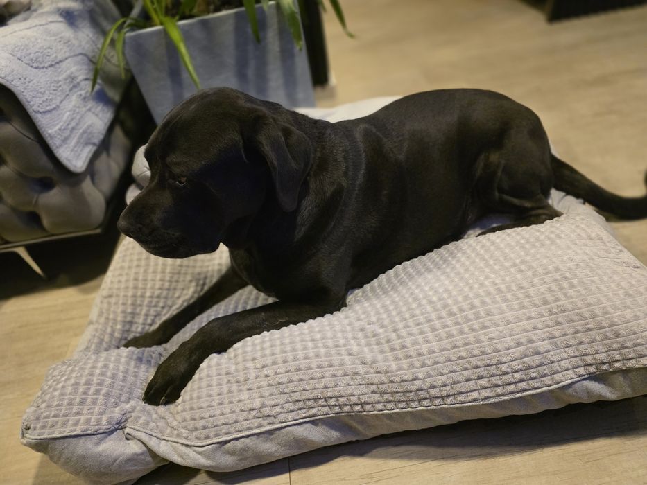 Vand patut  catel talie mare