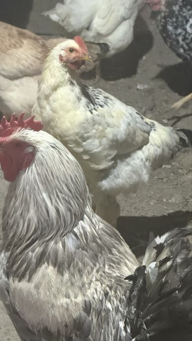 Продам петухов молодыйе