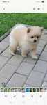 Pui spitz pomeranian superbi