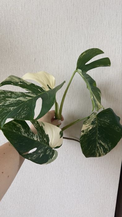 Продам  монстеру альбу срез ВЕРХУШКА