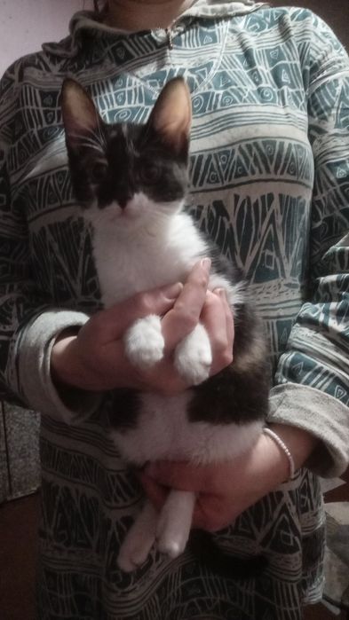 Отдам кошку в добрые руки