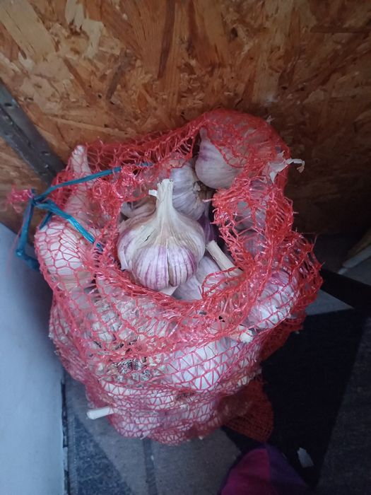 Домашний чеснок без химии